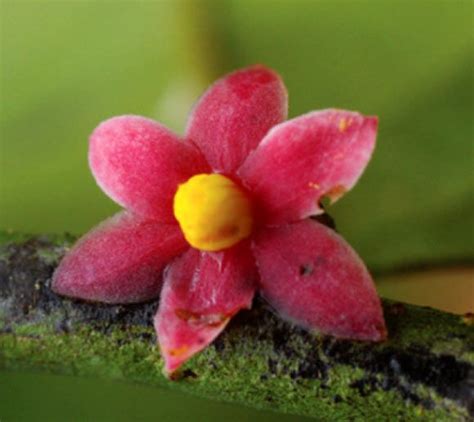 New Genus Of Flowering Plants Discovered In Gabon Named After Sir