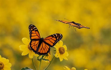 Monarch Butterfly Migration Images | Free Photos, PNG Stickers, Wallpapers & Backgrounds - rawpixel