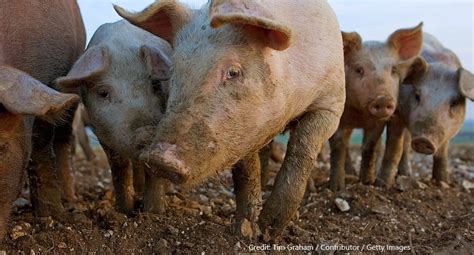 The Culling Of Healthy Pigs Uk In A Changing Europe