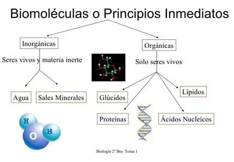 Tema 1 Quimica De La Materia Viva