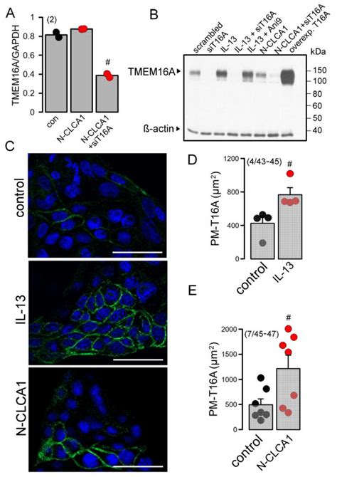 Clca1 Does Not Enhance Expression Of Tmem16a But Stabilizes Tmem16a In