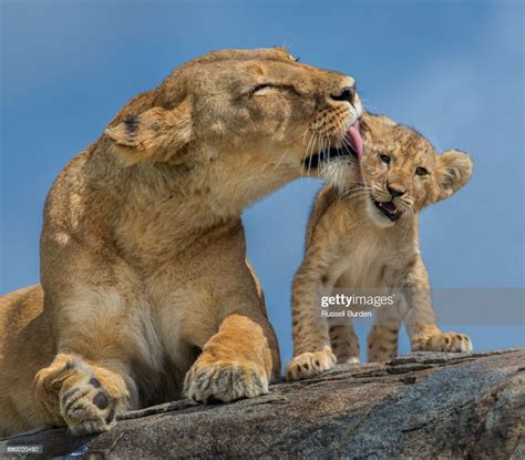 Lioness And Cubs High-Res Stock Photo - Getty Images