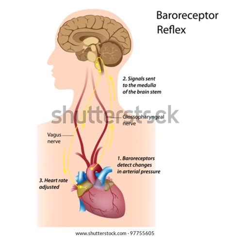 4 Baroreceptor Reflex Images, Stock Photos & Vectors | Shutterstock