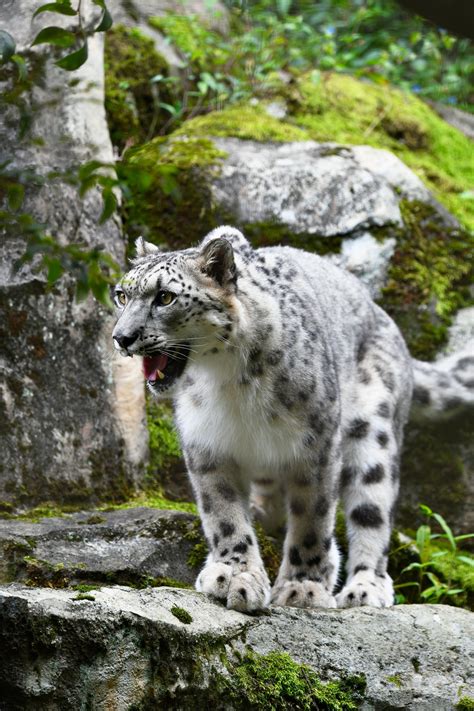 日野多摩動物公園熱門旅遊景點 2024 多摩動物公園觀光景點推薦 Tw