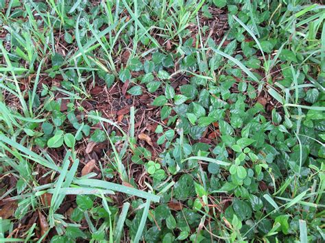 Invasive Lawn Weeds Identification