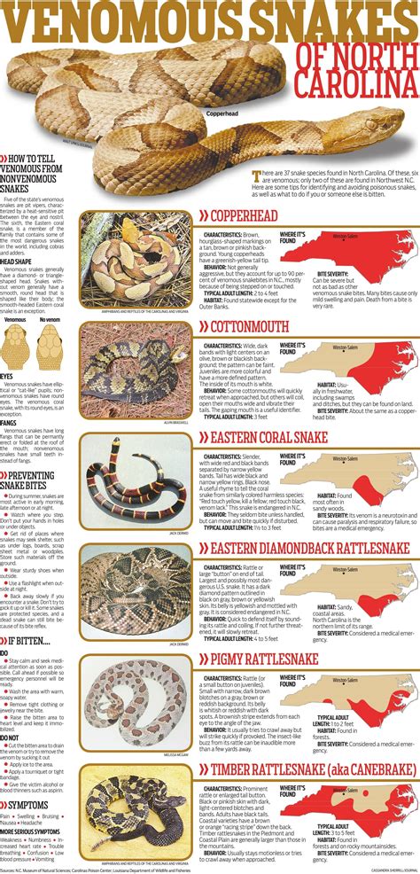 Venomous Snakes Of North Carolina Special Sections