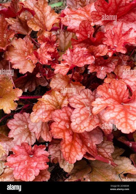 Red ground cover hi-res stock photography and images - Alamy