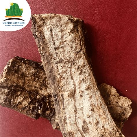 Mimosa Hostilis Root Bark (MHRB) – Mexican | Cactus Mystics