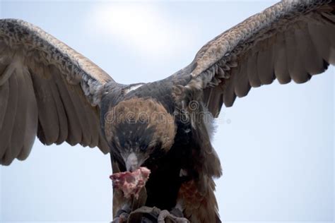 Buzzard Feeding upon Deer Carcass Stock Image - Image of flesh, forest: 28991799