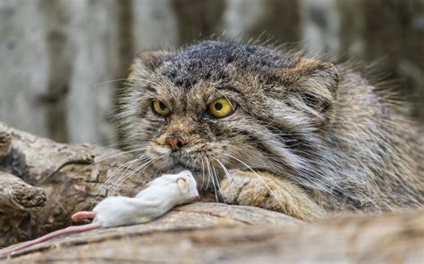 壁纸 性质 野生动物 晶须 帕拉斯猫 野猫 动物群 脊椎动物 特写 猫像哺乳动物 中小型猫 1680x1050