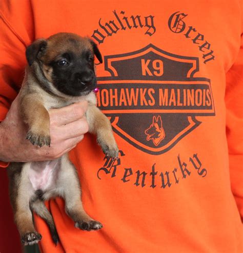 Mohawks Malinois - World Class Belgian... - Mohawks Malinois