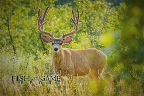 Mule Deer Vs Whitetail Deer A Detailed Comparison Fish And Game Report