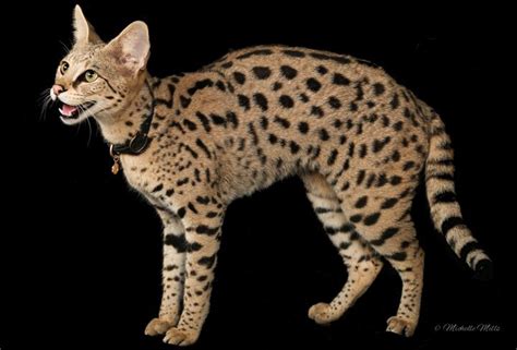 Savannah cat - Alchetron, The Free Social Encyclopedia