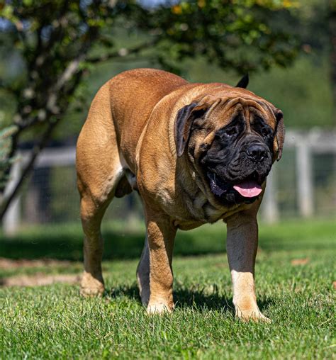 Deer Creek Mastiffs - Mastiff Puppies for Sale in New Park, PA | AKC