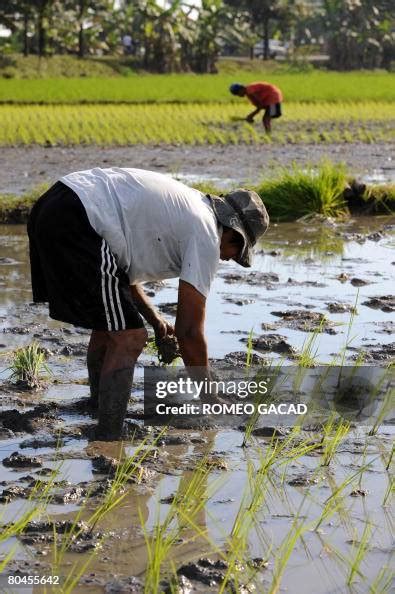 filipino farmers plant rice  alubijid town  misamis oriental