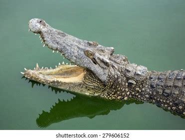 Crocodile Open Mouth Stock Photo 279606152 | Shutterstock