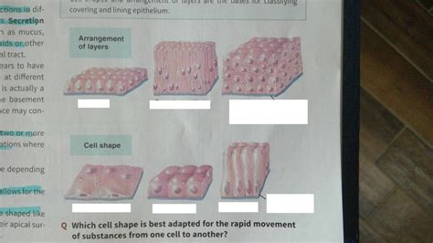 Ch Epithelial Tissue Diagram Quizlet