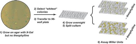 Figure From A High Throughput Screen For Synthetic Riboswitches