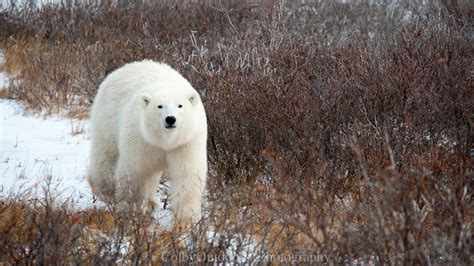 Churchill "Quadfecta" Northern Style | Churchill Polar Bears