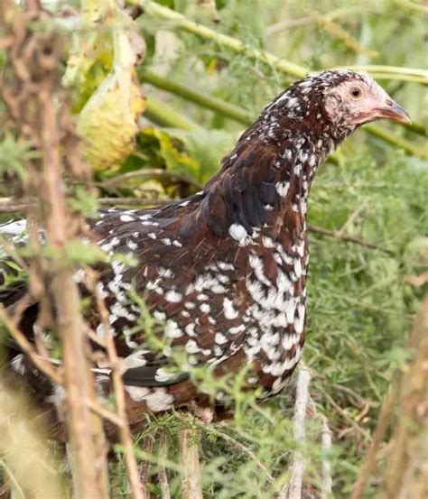 Speckled Sussex Chicken: Eggs, Color, Size, Temperament, Pics