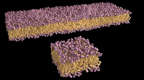 Part Of A Lipid Bilayer 3D Model - TurboSquid 2117919