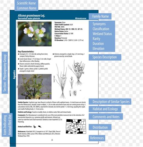 Wetland Plants Wetland Indicators Field Guide PNG 3140x3229px