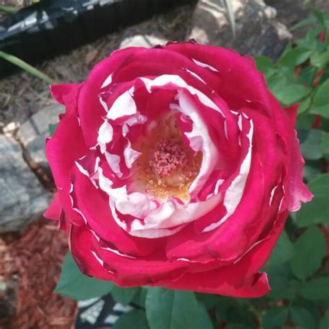 Rosa Loving Memory Hybrid Tea Rose Loving Memory Uploaded By