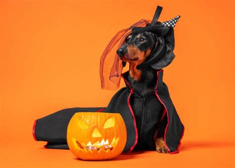 300+ Halloween Dog Names for 2024 – Top Dog Tips