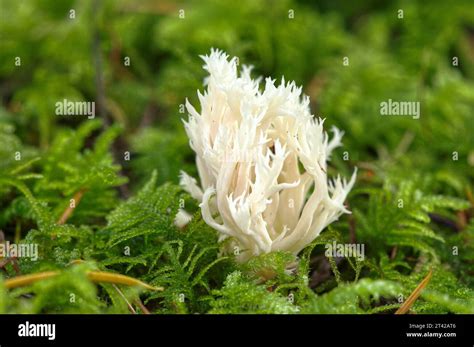 White Coral Fungus Or Crested Coral Fungus Clavulina Cristata Growing