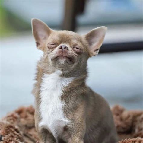 Chihuahua Breeders - About Us - Stylish Chihuahuas