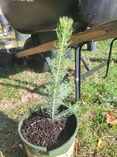 Blue Spruce Seedling - Etsy