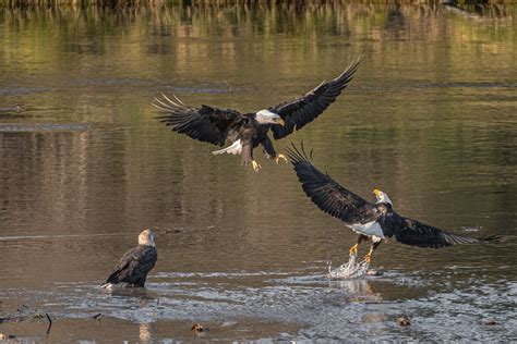 How Restoration Efforts Boost Bald Eagle Nesting Habitat - Duke Farms