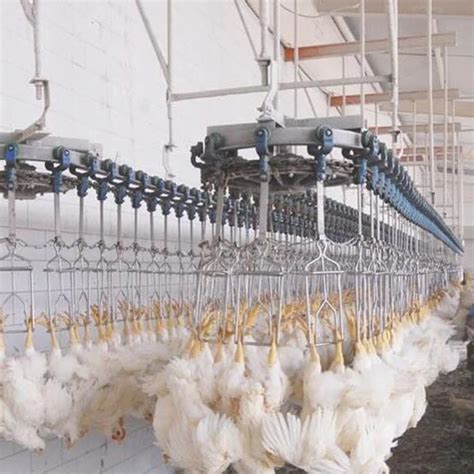 8000chicken Per Hour Slaughtering Equipment Slaughterhouse For Poultry ...