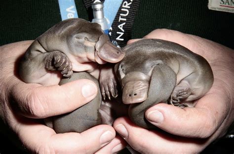 TIL that platypuses give off a biofluorescent green-blue glow under UV ...