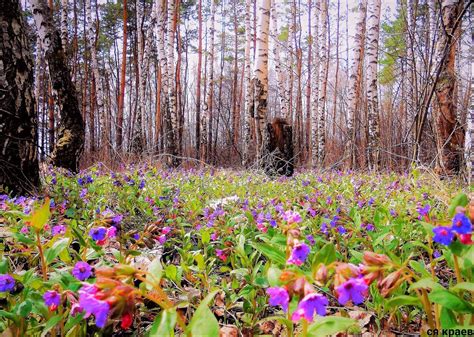 Медуница Лесная (59 фото) - 59 фото