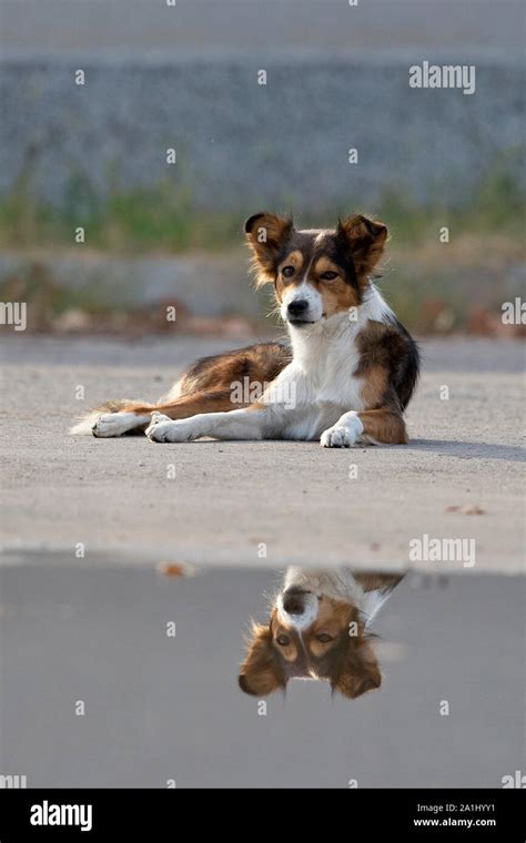 Dog (Canis lupus familiaris Stock Photo - Alamy