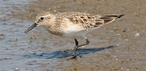BAIRD'S SANDPIPER - Birds of Nebraska - Online