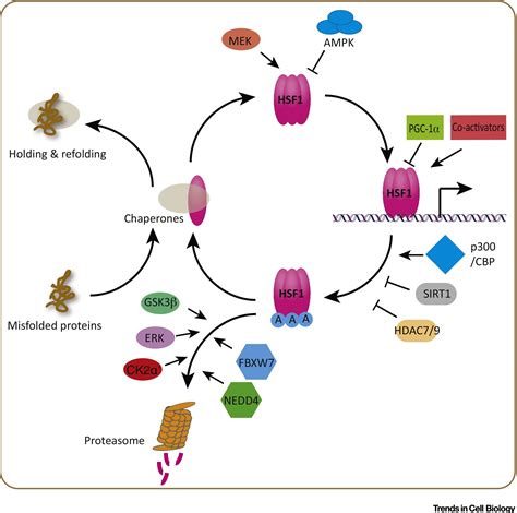 Rethinking Hsf In Stress Development And Organismal Health Trends