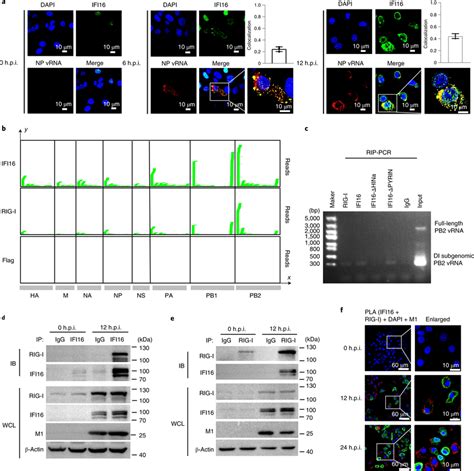 IFI16 binds vRNA and associates with RIG-I protein a, Images showing ... 