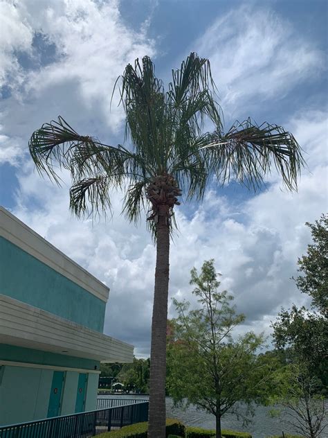 Large 3 Gallon Livistona Decora Decipiens Weeping Cabbage Palm Or