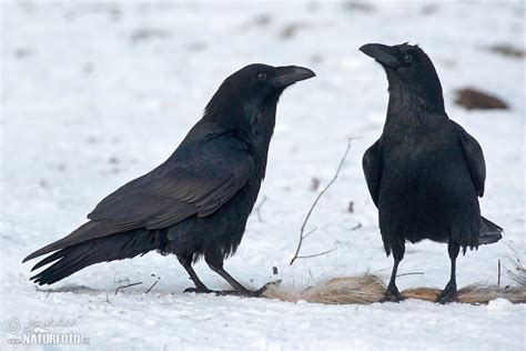 Common Raven Photos, Common Raven Images, Nature Wildlife Pictures ...