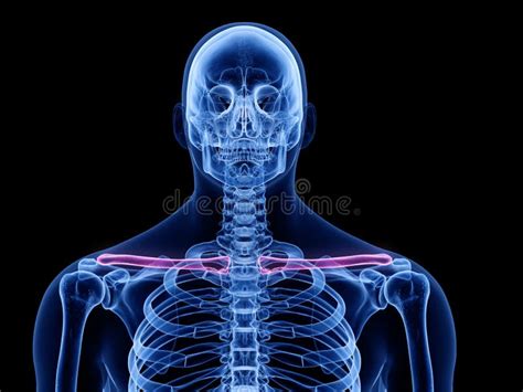 Anatomía Del Hueso De La Clavícula Huesos De La Anatomía Stock de