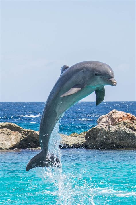 Picture of a dolphin jumping from the water - About Wild Animals