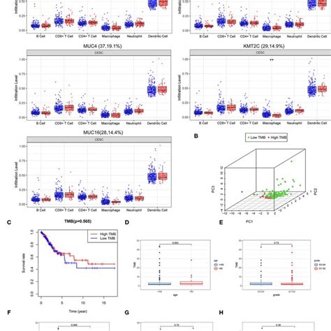 Correlation Of Tumor Mutation Burden Tmb With Survival Outcomes And Download Scientific