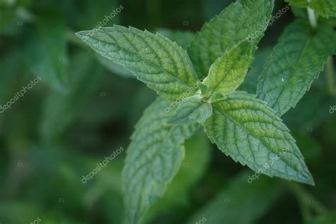 A Hortelã Deixa O Fundo Folha De Hortelã Plantas Verdes Fotos