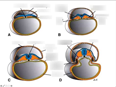embryo parts diagram quizlet