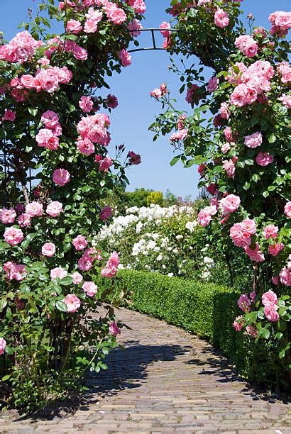 Best Rose Arch Stock Photos Pictures And Royalty Free Images Istock