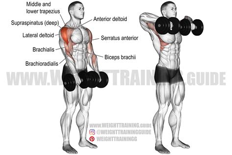 Deltoid Exercises With Dumbbells