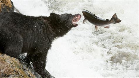 Great Bear Rainforest | Fleet Science Center