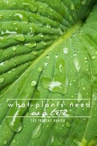 What Plants Need: Soil